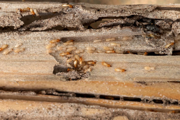 Pest Control Cost in Jamestown West, NY
